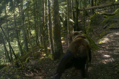 Photo prise par un piège photographique en 2020 et diffusée par l'association française "Pays de l'ours", le 4 juin 2021, montrant un ours brun dans un bois près de Melles, dans les Pyrénées Photo prise par un piège photographique en 2020 et diffusée par l'association française "Pays de l'ours", le 4 juin 2021, montrant un ours brun dans un bois près de Melles, dans les Pyrénées