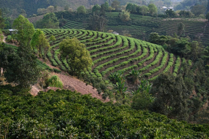 Des plants de café (premier plan) et des rangées de théiers (c) à Pu'er, le 1er avril 2025 dans la province du Yunnan, dans le sud-ouest de la Chine Des plants de café (premier plan) et des rangées de théiers (c) à Pu'er, le 1er avril 2025 dans la province du Yunnan, dans le sud-ouest de la Chine