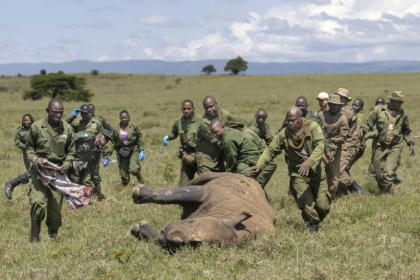 Des vétérinaires kényans et des rangers se précipitent pour aider une femelle rhinocéros sédatée à des fins de relocalisation, dans le parc national de Nakuru, au Kenya, le 7 juin 2025 - Tony KARUMBA (AFP) Des vétérinaires kényans et des rangers se précipitent pour aider une femelle rhinocéros sédatée à des fins de relocalisation, dans le parc national de Nakuru, au Kenya, le 7 juin 2025 - Tony KARUMBA (AFP)