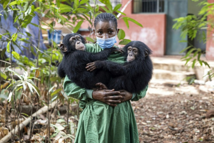 Les bébés chimpanzés orphelins Esther (g) et Rio (de) et leur soigneuse Hawa Kamara, au sanctuaire pour chimpanzés de Tacugama, dans les environs de Freetown, le 24 avril 2025 en Sierra Leone - PATRICK MEINHARDT (AFP)