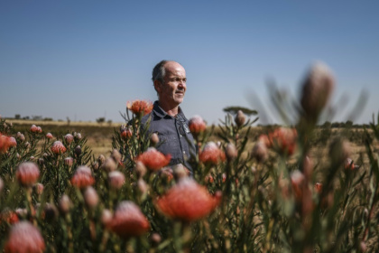 L'agriculteur Nico Thuynsma et l'une des variétés de protéas poussant dans sa ferme de Cullinan, à l'est de Pretoria, le 3 juin 2025 en Afrique du Sud - Phill Magakoe (AFP) L'agriculteur Nico Thuynsma et l'une des variétés de protéas poussant dans sa ferme de Cullinan, à l'est de Pretoria, le 3 juin 2025 en Afrique du Sud - Phill Magakoe (AFP)