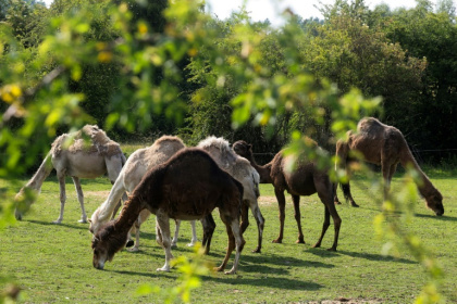 Des chameaux dans un champ de "La Camelerie", une ferme de chameaux à Feignies, le 16 juin 2025 dans le Nord - Pierre BEAUVILLAIN, Pierre BEAUVILLAIN (AFP)
