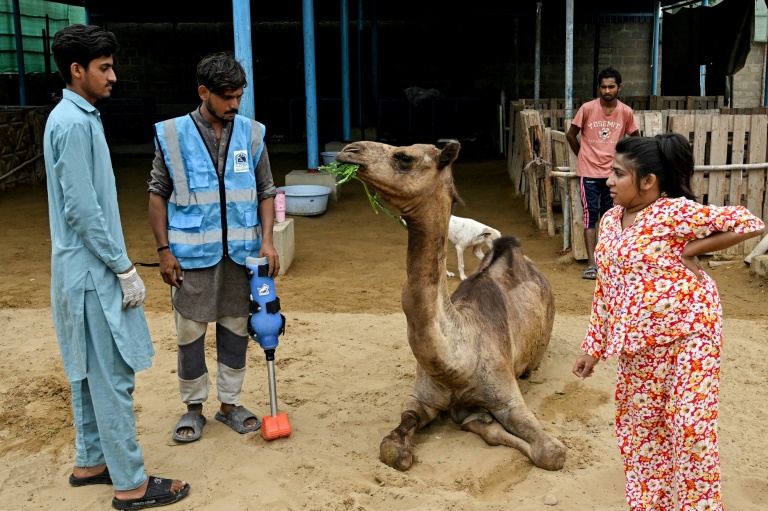 Au Pakistan, une chamelle remarche grâce à une patte prothétique