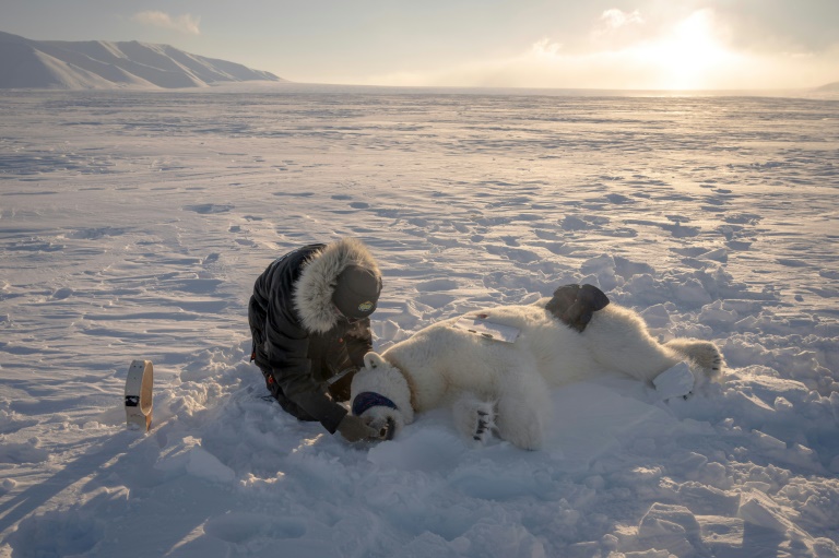 Prélèvements et biopsies : sur les traces de l'ours polaire en Arctique