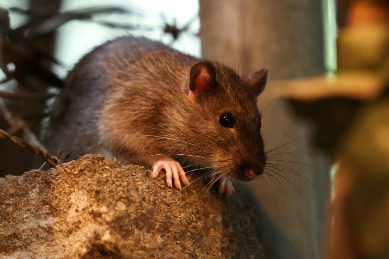 Stresser les rats, la méthode de New York pour éviter qu'ils ne se reproduisent Stresser les rats, la méthode de New York pour éviter qu'ils ne se reproduisent