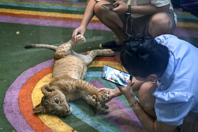 "De la folie pure" : la Thaïlande en proie à la surpopulation de lions domestiques