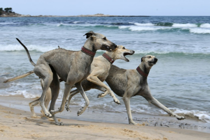 Des lévriers sloughis jouent sur une plage à Cap Angela, dans la région de Bizerte, le 22 mai 2025 en Tunisie - FETHI BELAID (AFP) Des lévriers sloughis jouent sur une plage à Cap Angela, dans la région de Bizerte, le 22 mai 2025 en Tunisie - FETHI BELAID (AFP)