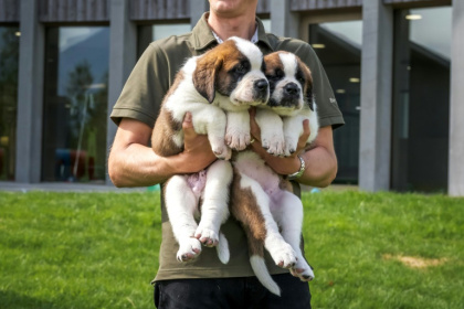 Deux chiots Saint-Bernard présentés au  musée et parc Barryland à Martigny, dans les Alpes suisses, le 26 juin 2025 - Fabrice COFFRINI (AFP) Deux chiots Saint-Bernard présentés au  musée et parc Barryland à Martigny, dans les Alpes suisses, le 26 juin 2025 - Fabrice COFFRINI (AFP)