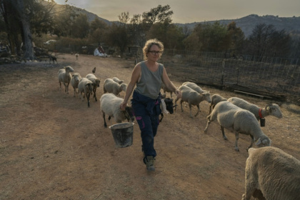 Emmanuelle Bernier marche au milieu de ses brebis dans sa ferme détruite par l'incendie, à Fontjoncouse le 9 août - Idriss Bigou-Gilles (AFP) Emmanuelle Bernier marche au milieu de ses brebis dans sa ferme détruite par l'incendie, à Fontjoncouse le 9 août - Idriss Bigou-Gilles (AFP)