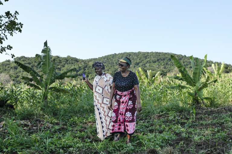 Au Kenya, cinq petits villages et une forêt au cœur de la course mondiale aux terres rares