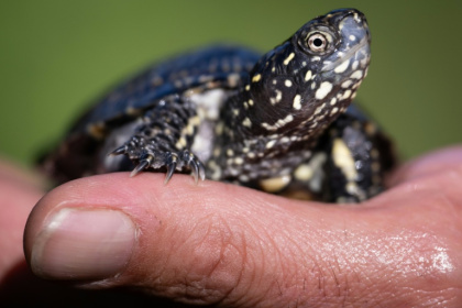 Une cistude d'Europe élevée en captivité s'apprête à être relâchée aux abords du Rhin, le 8 octobre 2025 à Neuburg am Rhein, dans l'Ouest de l'Allemagne - SEBASTIEN BOZON (AFP)