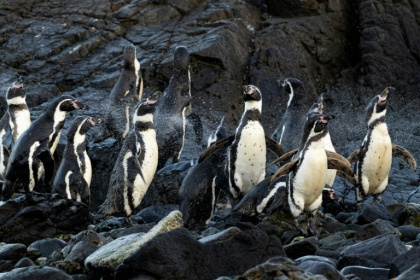 Des manchots de Humboldt à la réserve nationale de Punta San Juan de Marcona, dans le département d'Ica, dans le sud du Pérou, le 29 septembre 2025 - Ernesto BENAVIDES (AFP) Des manchots de Humboldt à la réserve nationale de Punta San Juan de Marcona, dans le département d'Ica, dans le sud du Pérou, le 29 septembre 2025 - Ernesto BENAVIDES (AFP)