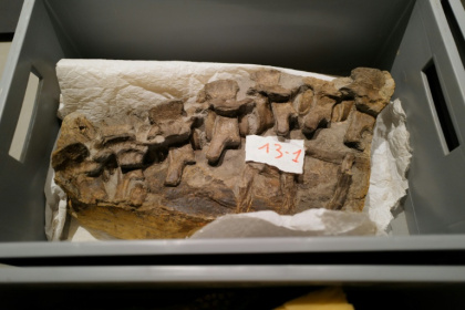 Des morceaux du fossile de crocodile, datant du Jurassique il y a 180 millions d’années, retrouvé dans la région de Montpellier, au musée de Lodève dans l'Hérault, le 10 ctobre 2025 - Sylvain THOMAS (AFP) Des morceaux du fossile de crocodile, datant du Jurassique il y a 180 millions d’années, retrouvé dans la région de Montpellier, au musée de Lodève dans l'Hérault, le 10 ctobre 2025 - Sylvain THOMAS (AFP)