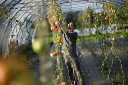Frédéric, un détenu en fin de peine, inspecte des tomates dans une serre de la ferme Ker Madeleine, à Saint-Gildas-des-Bois, le 17 octobre 2025 en Loire-Atlantique - Loic VENANCE (AFP) Frédéric, un détenu en fin de peine, inspecte des tomates dans une serre de la ferme Ker Madeleine, à Saint-Gildas-des-Bois, le 17 octobre 2025 en Loire-Atlantique - Loic VENANCE (AFP)