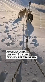 chiens traineaux.png