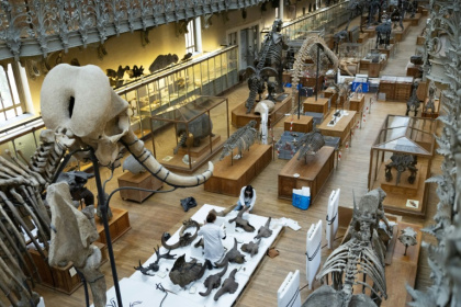 Déménagement de spécimens avant des travaux au sein de la Galerie de Paléontologie et d'Anatomie comparée du Muséum national d'Histoire naturelle, le 3 février 2026 à Paris - ALAIN JOCARD (AFP)