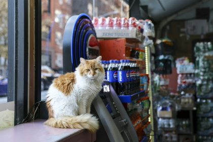 Un chat nommé Simba dans une bodega de New York ?le 11 décembre 2025 - ANGELA WEISS (AFP)