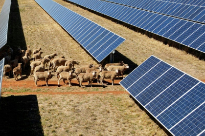Des moutons déambulent parmi des rangées de panneaux solaires dans l'exploitation de Tom Warren près de la ville australienne de Dubbo, à environ 400 kilomètres à l'ouest de Sydney, le 19 janvier 2026 - Gregory Plesse (AFP)
