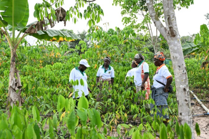 Affoua Mea (2e à gauche) et d’autres productrices de caoutchouc visitent une pépinière d’hévéas à Bongouanou, le 27 février 2026, en Côte d'Ivoire - Sia KAMBOU (AFP)