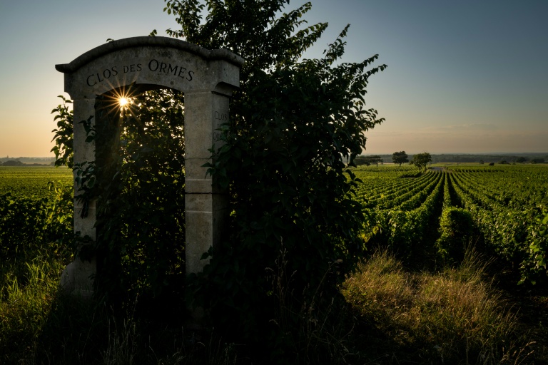 Le Pinot noir actuel était déjà cultivé en France au Moyen-Age