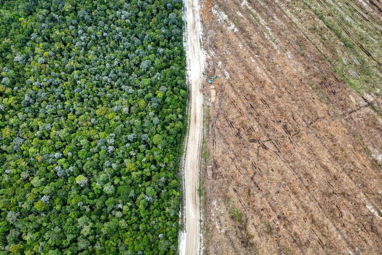 Une forêt indonésienne rasée pour un fabricant d'emballages "neutres en carbone"