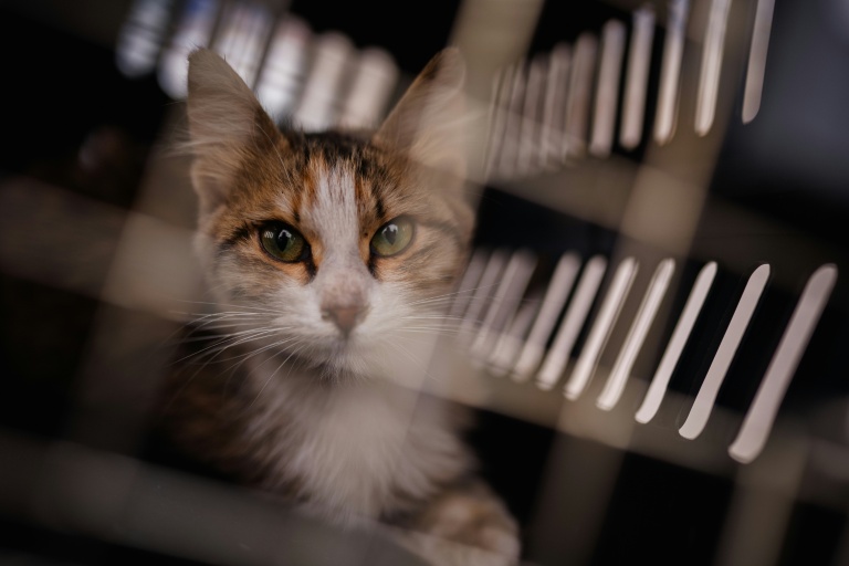 A Beyrouth, des bénévoles risquent leur vie pour sauver les animaux sous les bombardements