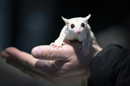 Un visiteur tient dans sa main un phalanger volant lors d'un salon dédié aux animaux de compagnie à Pékin, le 19 mars 2026 - WANG Zhao (AFP)