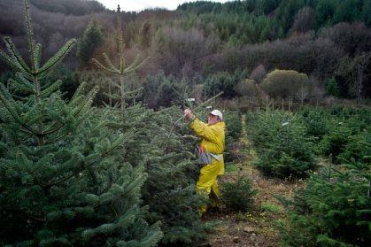 Dernières expéditions de sapins de Noël avant les fêtes, le 05 décembre 2011 à Planchez dans la Nièvre - Jeff PACHOUD (AFP)