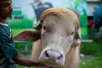 Un gardien s’occupe d’un buffle albinos surnommé "Donald Trump", sur cette photo prise le 17 mai 2026, à l'approche de l’Aïd al-Adha dans un élevage de bétail à Narayanganj au Bangladesh - Salahuddin AHMED (AFP)