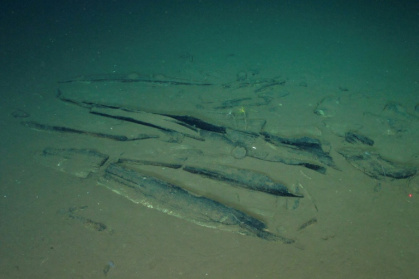 Photo prise par "Global TREnD, IDSSE" et diffusée le 10 juin 2026 montrant le plus grand cimetière de baleines connu au monde, découvert par le submersible chinois Fendouzhe, à sept kilomètres de profondeur dans l'océan Indien - Handout (AFP)