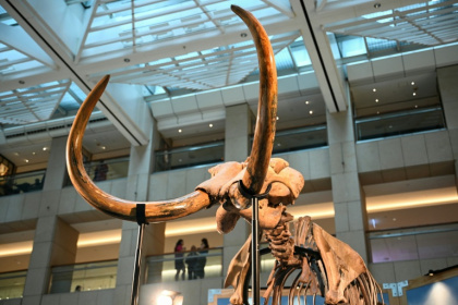 Les restes d’un mammouth laineux vieux de 12.000 ans, présentés à Hong Kong le 15 août 2024 - Emily Mesner (AFP)