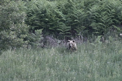 Une ourse brune sauvage (Ursus arctos) et son ourson dans une forêt près de Grevena, dans le nord-ouest de la Grèce, le 21 juin 2026 - Sakis Mitrolidis (AFP)