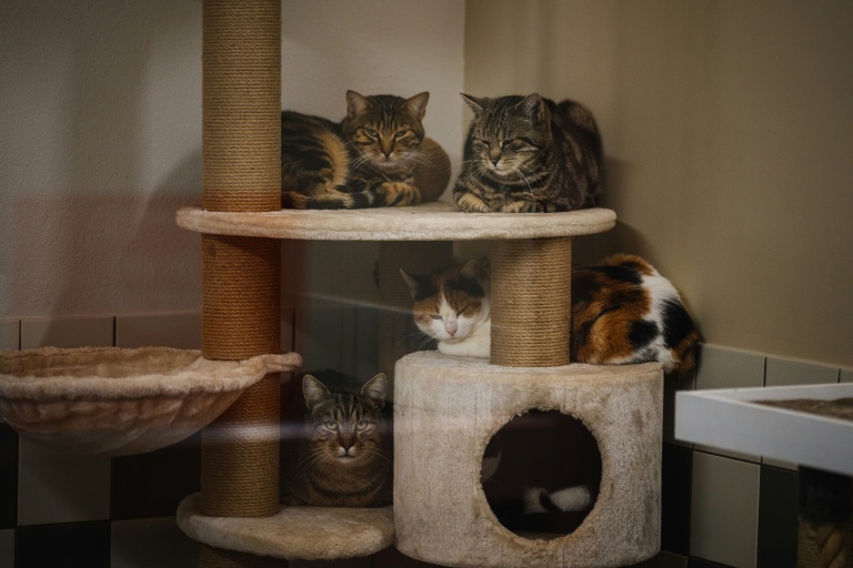 Animaux : record des abandons cet été dans les refuges de la SPA