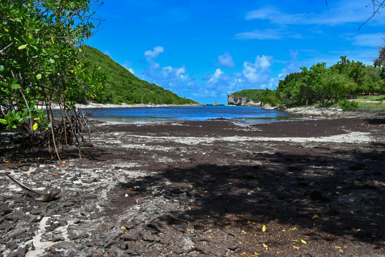 "Avant, c'était le paradis": en Martinique, l'enfer des sargasses