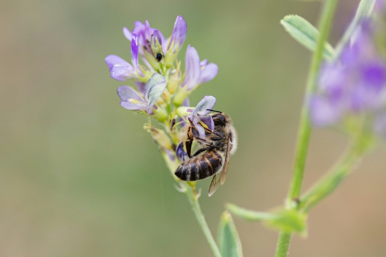 Dans la Marne, une parcelle agricole "régénératrice" pour aider les abeilles face aux canicules