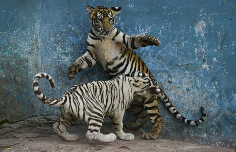 A Cuba, un zoo se bat contre pénuries et coupures d'électricité