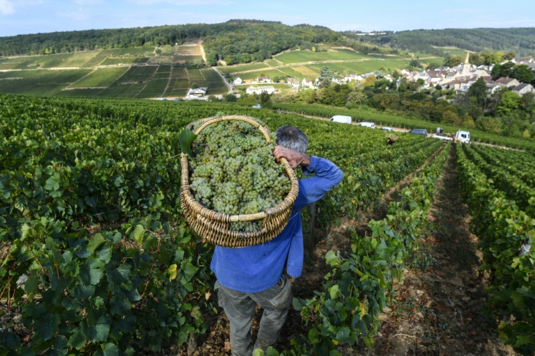 Vin : une étude sur sept siècles montre les ravages du dérèglement climatique