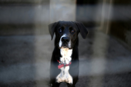 Un chien attend son adoption dans le chenil Le refuge de Landerneau, à Landerneau, le 8 octobre 2021 - Fred TANNEAU (AFP)