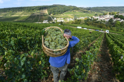 "L'exceptionnel est devenu la norme": une étude basée sur sept siècles de vendanges en Bourgogne prouve que le dérèglement climatique a entraîné une "explosion" des années "extrêmes", de plus en plus précoces - PHILIPPE DESMAZES (AFP)