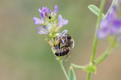 Une abeille butine de la luzerne, à Bouleuse, dans la Marne, le 6 août 2026 - Sameer Al-DOUMY (AFP)