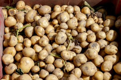 Durement frappés par la sécheresse qui sévit depuis plusieurs mois en France, les producteurs de pommes de terre anticipent l'une des plus fortes baisses de production jamais enregistrées - Ludovic MARIN (AFP)