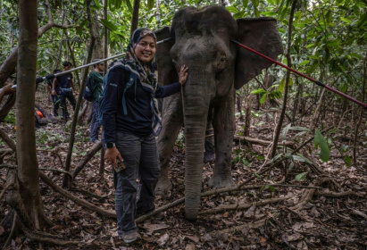 La scientifique Farina Othman à côté d'une éléphante de Bornéo après une opération de pose de colliers GPS dans la jungle de Bornéo, à Sukau, dans l'Etat de Sabah, le 24 août 2026 en Malaisie - Mohd Rasfan (AFP)