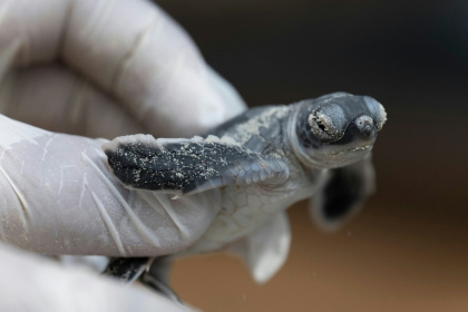 Un bébé tortue verte sur l'île de Mataking, en Malaisie, le 24 septembre 2026 - SAI AUNG MAIN (AFP)